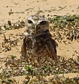 Little owl in the middle of a deserted area of the beach. Jericoacoara, Brazil.