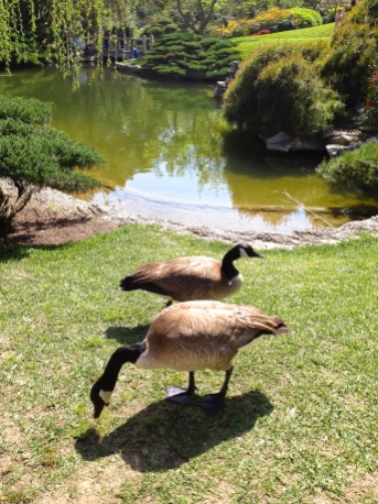 Geese. Huntington Botanical Gardens. Los Angeles, CA.