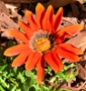 Orange daisy in my garden. LA, CA.
