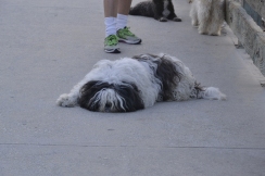 This pooch won me over when he decided it was time for a nap right in the middle of the Venice Pier.
