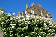 Wall of roses with the château in the background.