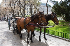 Horse carriage in Vienna.